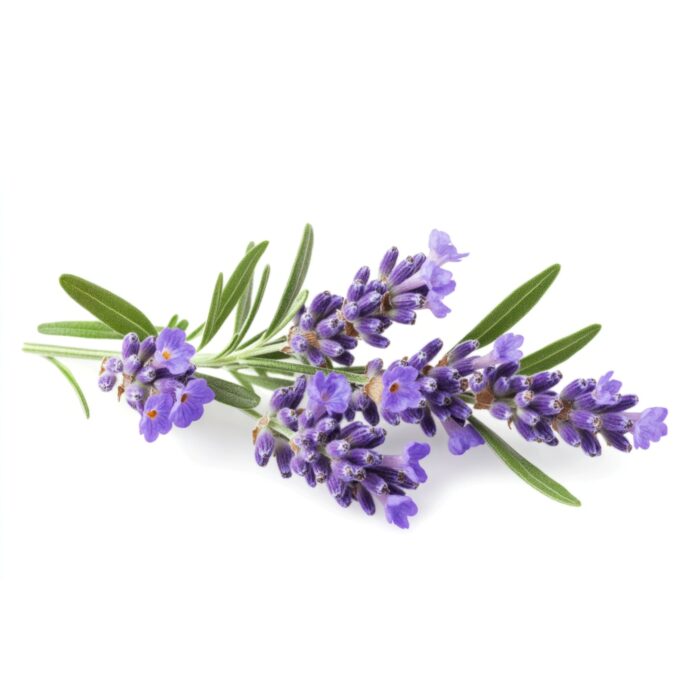 LAVENDER 3500X3500
