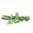 ROSEMARY 3500X3500
